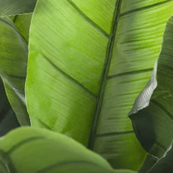 Bananera Artificial 30 Hojas 170Cm