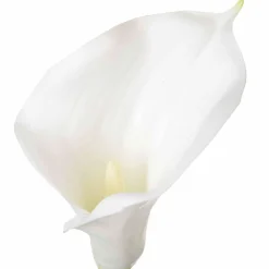 Cartucho Blanco Artificial 75Cm