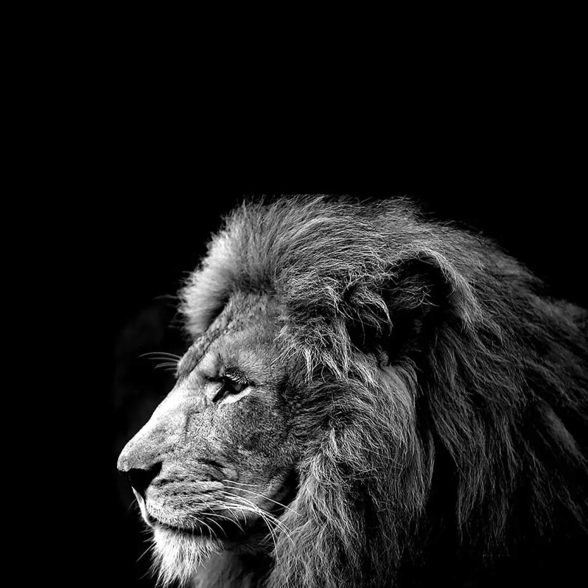 Cuadro Deco León Negro/Blanco 78x118Cm