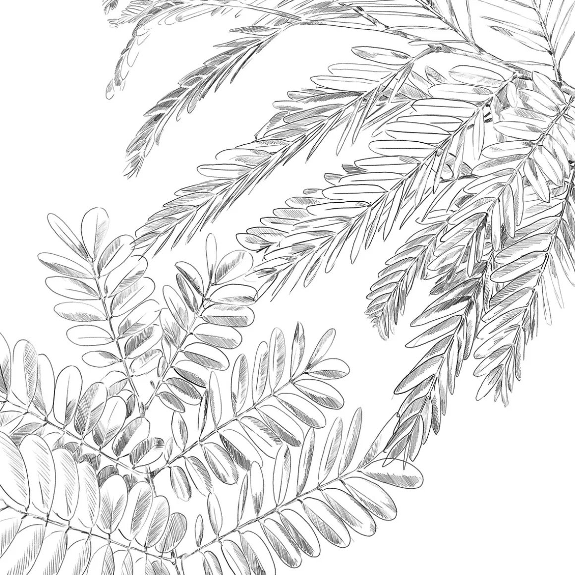 Juego funda nórdica y 2 fundas almohadas MONSTERA