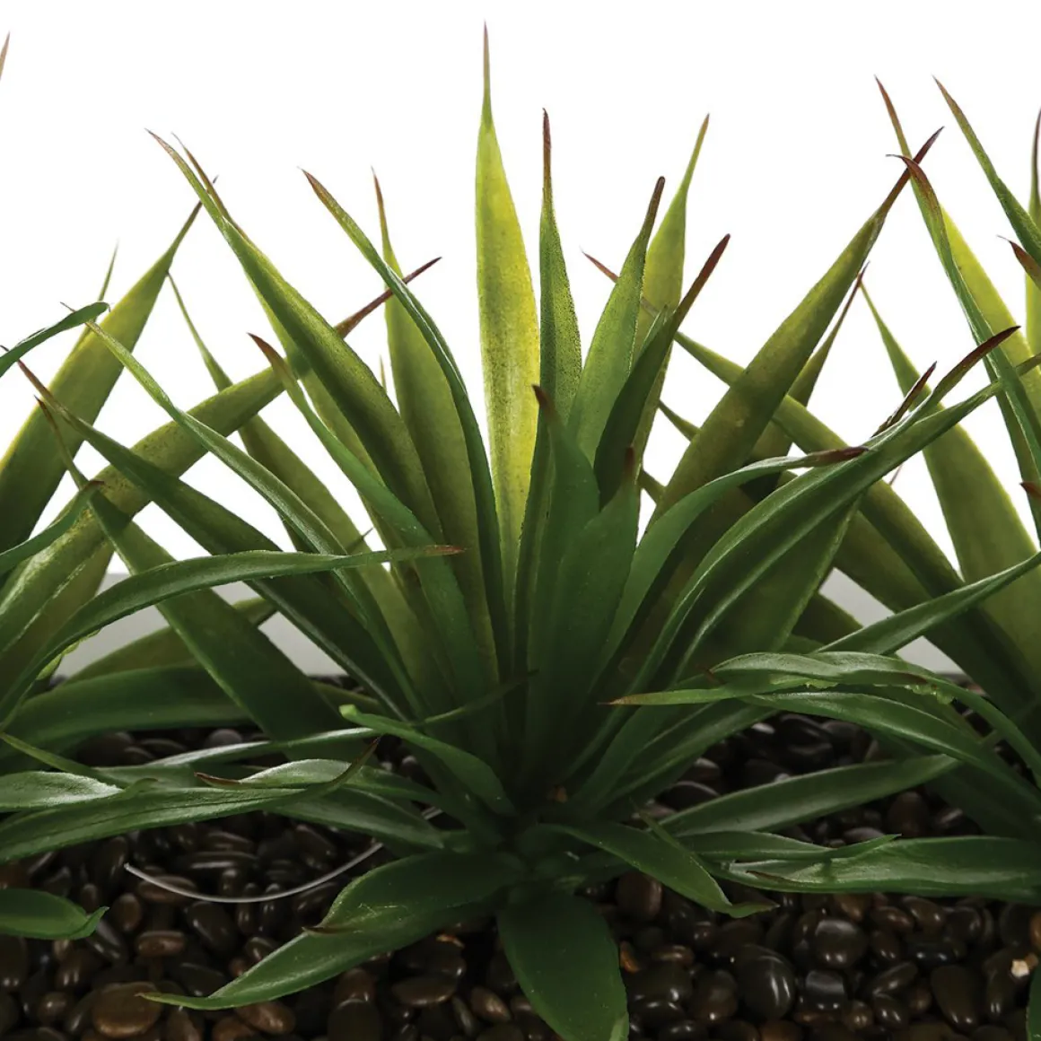 Maceta C/3 Plantas Áloe Vera 31x16x17Cm