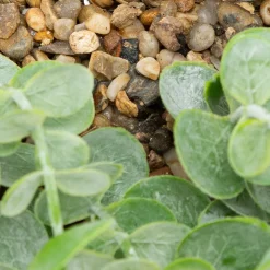 Maceta Colgante Con Eucalipto Artificial