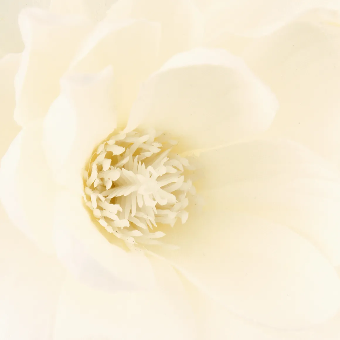 Magnolia Con Florero 75Cm