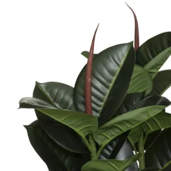 Planta Ficus Verde Oscuro 120Cm