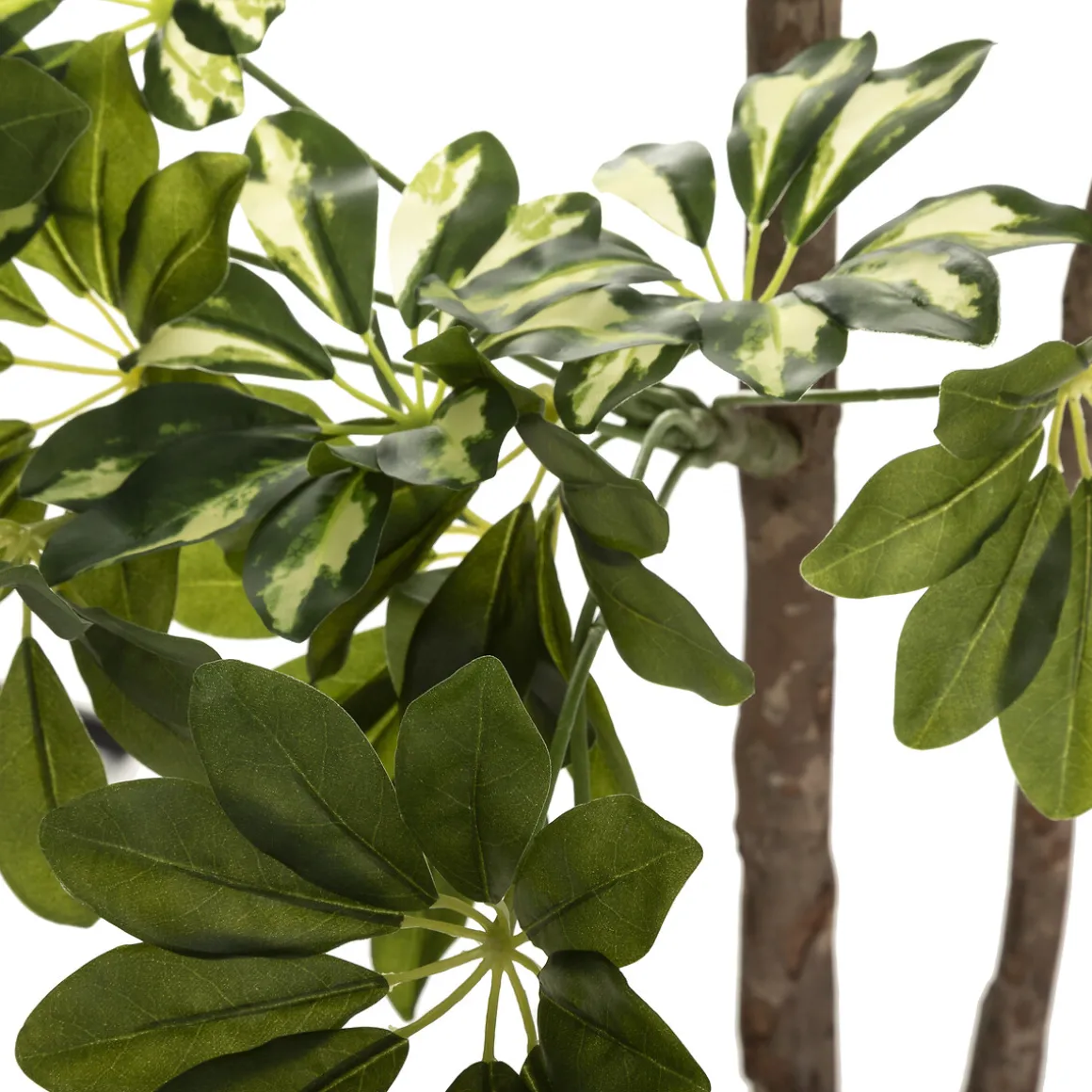 Planta Schefflera Con Maceta 130Cm