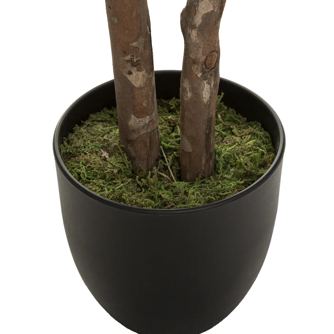 Planta Schefflera Con Maceta 130Cm